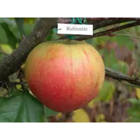 Саженцы яблони Рубинетте