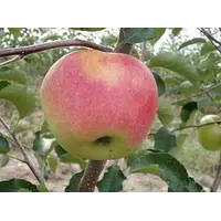 Саженцы яблони Нью Джонаголд