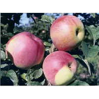 Саженцы яблони Деличия
